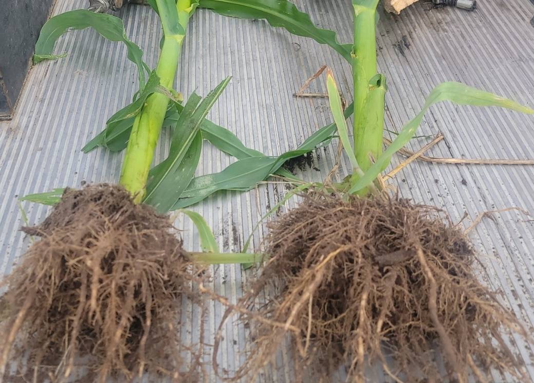 Left is the grower standard. Right is RhizoSorb with 50% less P.